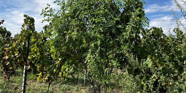 Qu'est-ce que la Vigne?